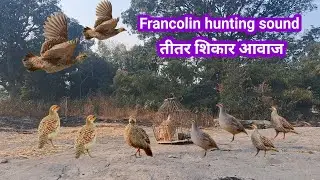Francolin hunting sound | तीतर शिकार आवाज  | Teetar ki shikar awaaz  | gora teetar awaaj 