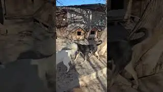 Кушаем, спасибо,  помогающим Ташкент #приютдлясобак #приюткарипиди #спасениесобак