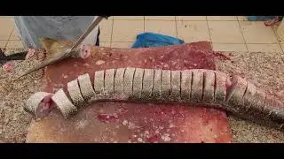 3 Fit Barracuda Fish Cutting & Skinning by Knife//Skilled Barracuda Fish Cutting Ways//Knife Skills