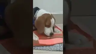 Nani bali chijji aur dedo#Jeenu the beagle #video #viral #vlog#love#youtubeshorts #trending #love 