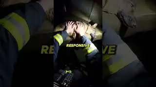This Brave Man Dives into this Sewer to save this Dog from drowning #firefighter #godbless