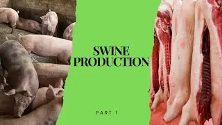 SWINE PRODUCTION : Highly Profitable pig breeds. 