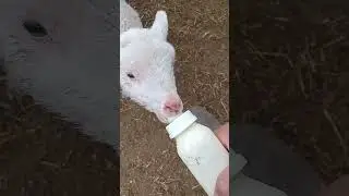 Corderito guacho.