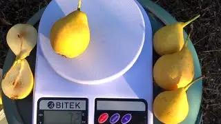 Груша для сушки и переработки / ЛИМОНКА настоящая, ЦИТРИНОВКА, СРУБОВКА