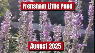 A LOVELY BANK HOLIDAY WEEKEND AT FRENSHAM LITTLE POND - NATIONAL TRUST 🌞🌞🌞#pond #nationaltrust #walk