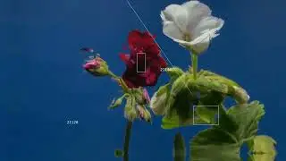 petal | slow Liquid DnB