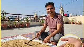 आज का काम: फसल की देखभाल!