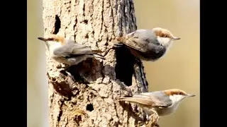 Bachman's Sparrows and Brown-headed Nuthatches by Jim Cox