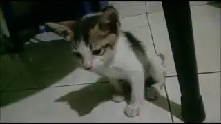 Rescued kitten found crying for the loss of his mom.