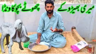 Desi fattening wanda formula for sheep Kids