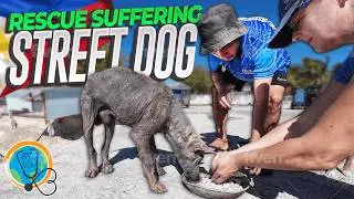 Heartfelt Rescue Story: Saving Street Dog From Suffering In Oslob, Philippines