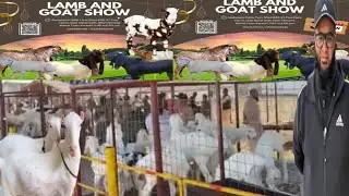 LAMB AND GOAT SHOW 🏆 AbulQasimcattlefarm 🇵🇰 bleeding setup 😍،