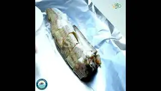 lntroduction to Aquaculture #FishFarming #Seafood #AquaticFarming #MarineBiology #ytshorts #Farming