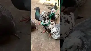 Real Pigeon trap 02