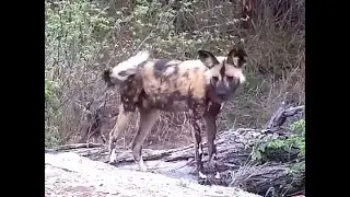 Painted Wolves. Explore.org 20 November 2021