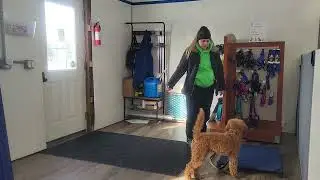 Lucy the Goldendoodle | Best Paw Forward Board and Train | Place With Guests (Week 4 Training)