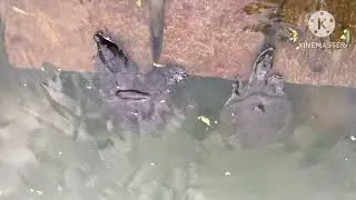 You will be shocked see rare & naturally extinct black softshell turtle at Hayagriva Madhab Mandir