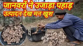 जंगली जानवरों ने उजाड़ा पहाड़ | इस प्रकार का उत्पादन देख मन खुश हो जाता है #trending #viralvideo 