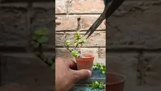Zade Bonsai Prunning🤩🤩 #bonsai #trending #shorts #youtubeshorts
