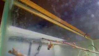 sheetweb spider toilet cam