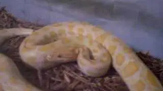 5 foot albino burmese python aka Lucifia