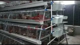 Layer Chicken Cage System For Poultry Farms in Zambia|Chicken Cage Manufacturer & Supplier