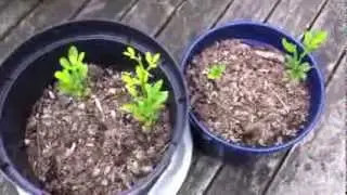Trifoliate orange seedlings and information on the species.