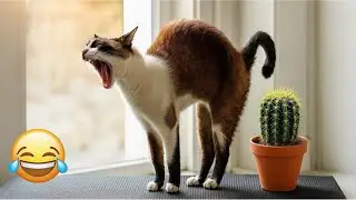New Funny Cat and Dog Videos 😹🐶 Funniest Animals 🤣 Part 5