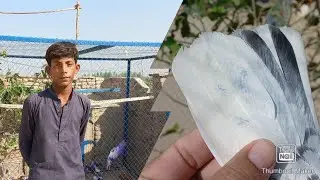 Shaam tak urty Kabotar Bazi winner|| Deery wala chota ustad bary kabotar