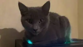 RGB computer cat HD upscale 8K RTX HDR 4K Dolby Digital