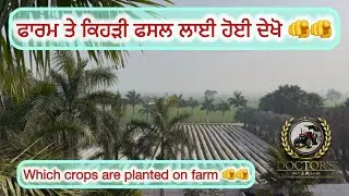 Doctors farm tour kindly share and subscribe #farmvlog #explore #farming 
