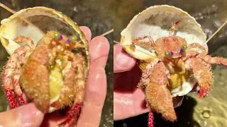 Diving Relaxing ASMR Ocean &ndash; Collecting Crabs, Lobsters & More