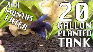 6 Month Update on my 20 Gallon Planted Aquarium