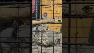 #Patas Monkey 🐒 #shorts #shortvideo #viralvideo #viralshort #zoo #animals