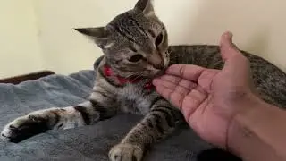 Cat Jandhi