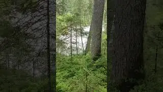 The sound of a mountain alpine river #wildnature #river #alps #shorts