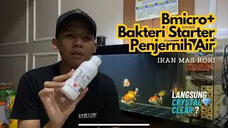 BMicro+ Bakteri Starter Penjernih Air Terbaik ? | Langsung Bening Crystal Clear Water 💎 ?