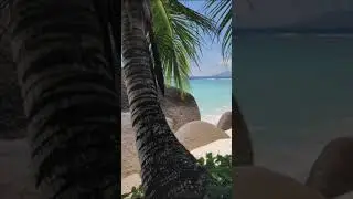 By the sea.. #vaporwave #90s #aesthetic #music #nostalgia #y2k #beach #fyp #seychelles #palmtree