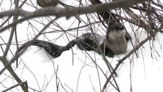 Otter & Waterfowl in Winter
