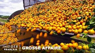 Pourquoi la Floride a eu la pire récolte d'oranges depuis 1945 | Grosse Affaire | Insider Business