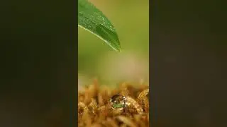 ​Satisfying Slow Motion: Perfect Water Droplet Falls on Moss