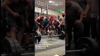 Top 5 funniest animals moments compilation p. 17 | #cat #monkey #animals
