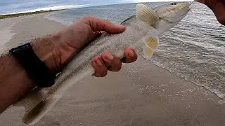 Jones beach Inlet for NORTHERN KINGFISH while Bait Fishing the Beach