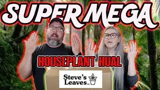 Unboxing House Plants (Philodendron & Begonia) From Steve's Leaves