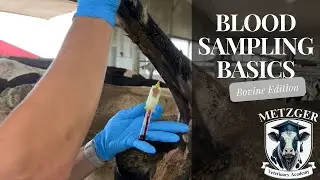 Blood Sampling Basics: Bovine Edition
