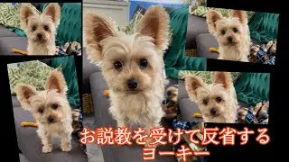 〔ヨーキー〕最近頻繁に争う2匹に仲良くする様お説教をするママ！その話に真剣に耳を傾ける2匹の様子が可愛いすぎた！