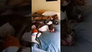 Chihuahua in a scary mask pranks the dog & cat #funny #cat #dog #fyp