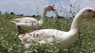 Waao Duck Sounds🦆|Ducklings 🦆🦆| #Ducksfarm #pets #Ducklings #Birdslife #waaovillageanimalbili