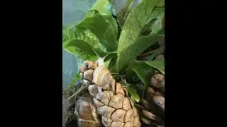 Fun with Snails - presents Baby