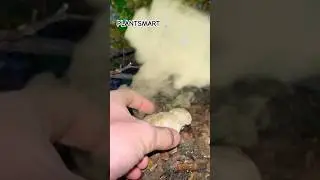 How Mushroom Spores Spread ? 😳 AMAZING ! #shorts #spores